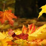 Những câu nói hay về mùa thu